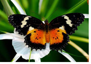 Butterfly Conservatory Limo Rentals