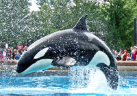 Book a Limo to Marineland